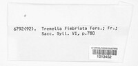 Image of Phaeotremella fimbriata